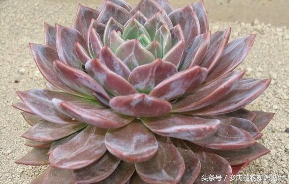 繁殖能力强又好养的多肉,培育杂交植物