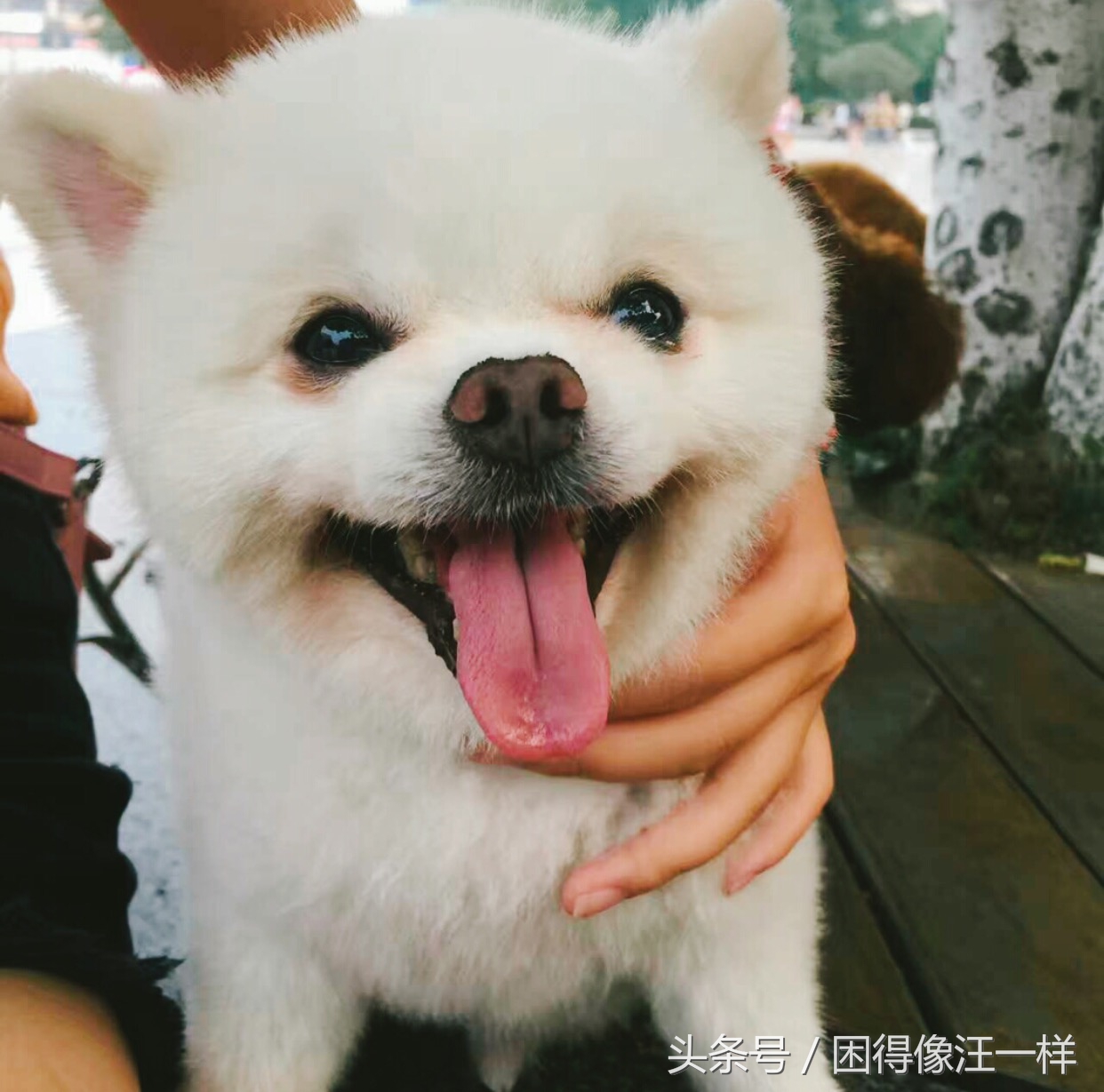 房间里狗味道太重怎么去除,狗身上有狗味怎么去除