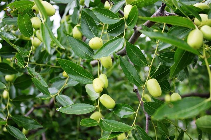 游机鸡是什么东西？吸引一群厨王跑到南宁农村吃