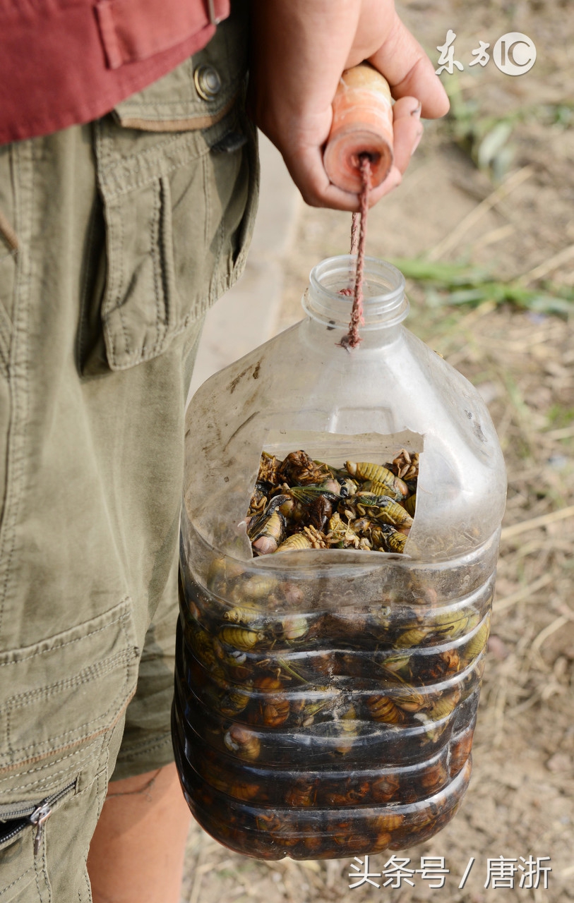 金蝉高蛋白有人敢吃吗,金蝉营养讲解