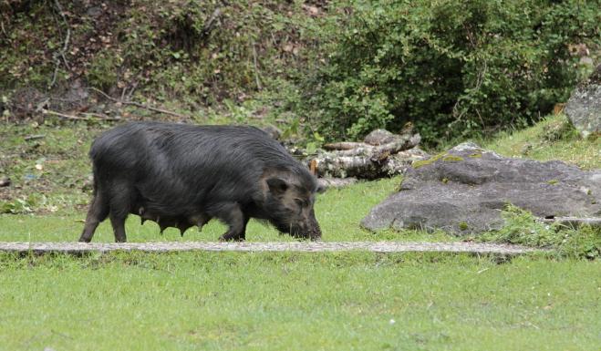 别走弯路了，今年养殖这十种动物“钱景最好”