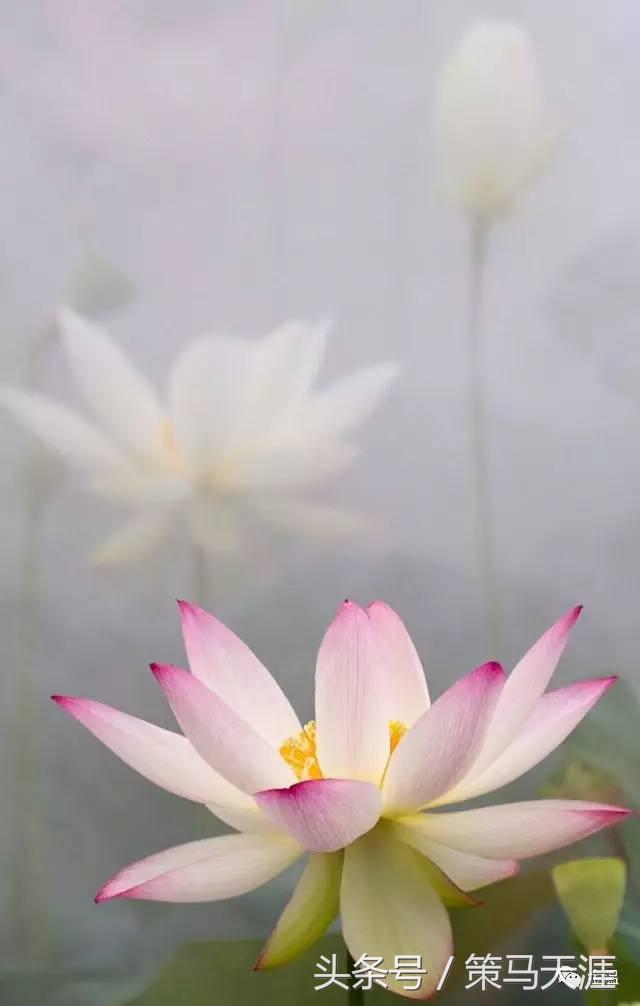 君子如荷出淤泥而不染图片,荷出淤泥而不染的隶书