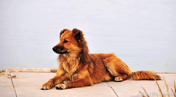 野犬抢食物被咬死,恶犬咬死野猪的全过程