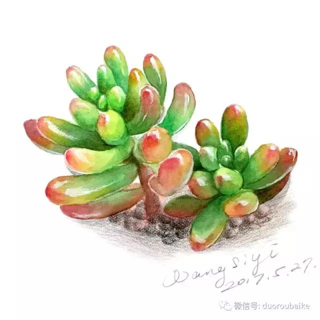 寻找最美中国绘画作品,寻找中国最美多肉手绘