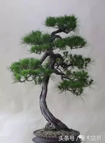 爱木盆景｜文人树《神仙》改作实录，小林国雄亲自示范松树盆景整型，艺术无国界，好的我们需要学习