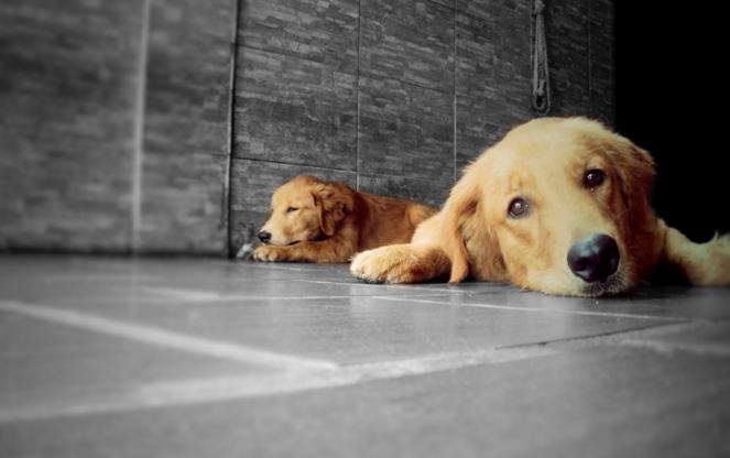 十大最可爱的宠物狗排行榜,十大最受欢迎宠物狗排行榜