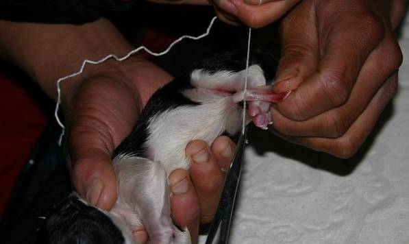 边牧接生,边牧生小狗怎么接生