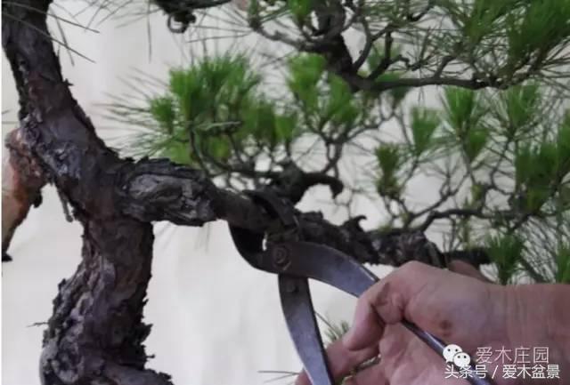 爱木盆景｜文人树《神仙》改作实录，小林国雄亲自示范松树盆景整型，艺术无国界，好的我们需要学习