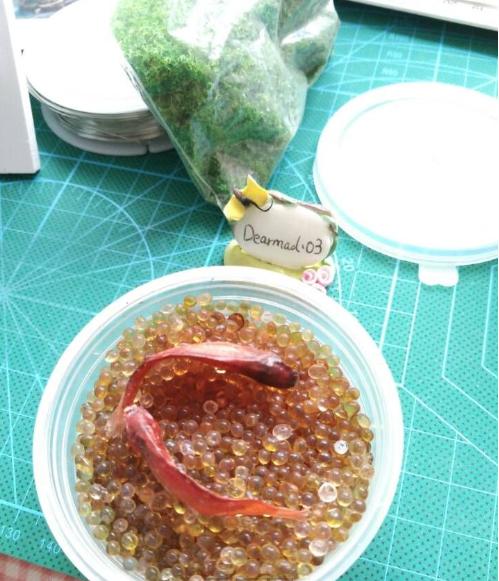 喜爱的金鱼死了怎么办？不如做成标本收藏起来