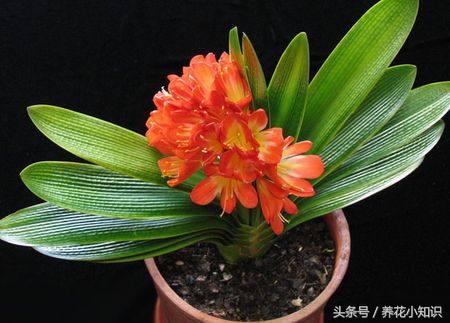 室内养的君子兰一般很难开花,养花小妙招君子兰怎么养