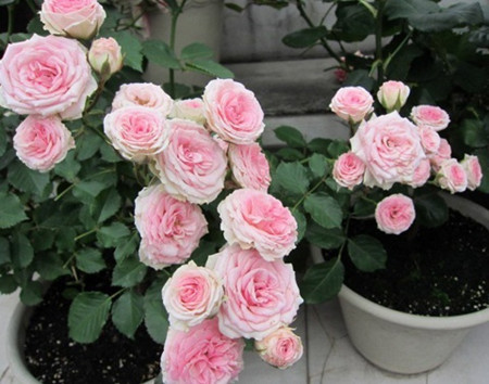 养花知识大全小飞虫,夏天养花有蚊子怎么办