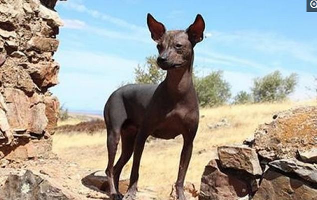 最贵的温顺的不掉毛的宠物狗,全国最贵的小型宠物狗是哪种