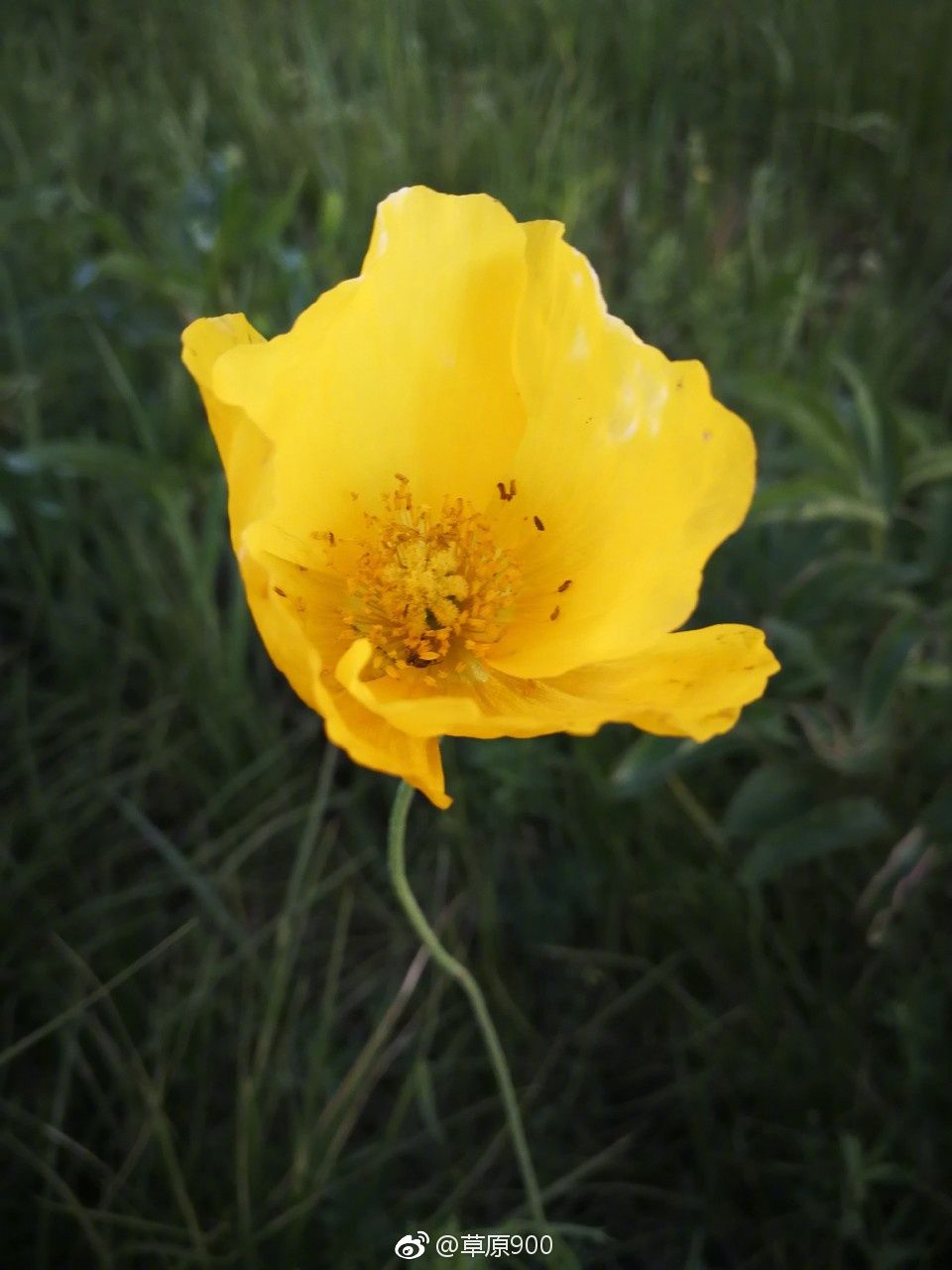 锡林郭勒草原星空,天堂草原锡林郭勒