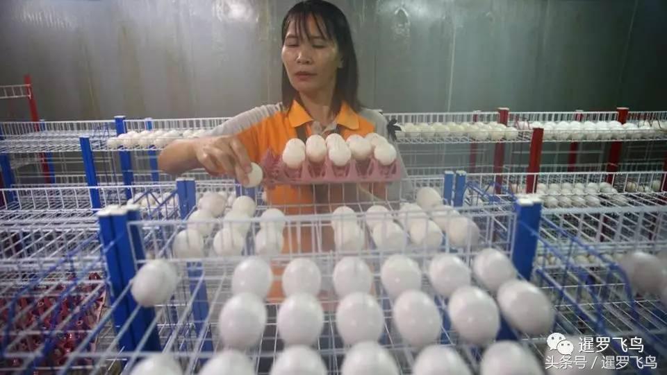 泰国养殖的鳄鱼,鳄鱼养殖基地吃鸡头