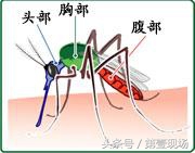 蚊子不喜欢什么血型的人,蚊子对什么血型最感兴趣