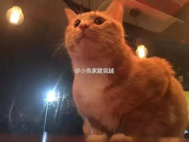 萌出血!九江这几家的撸猫店喊你来撸猫啦!美食与猫兼得!
