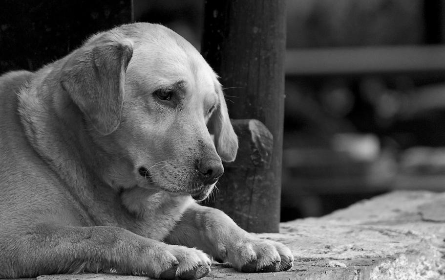 《狗狗的养护与训练秘籍》,狗狗日常护理注意事项