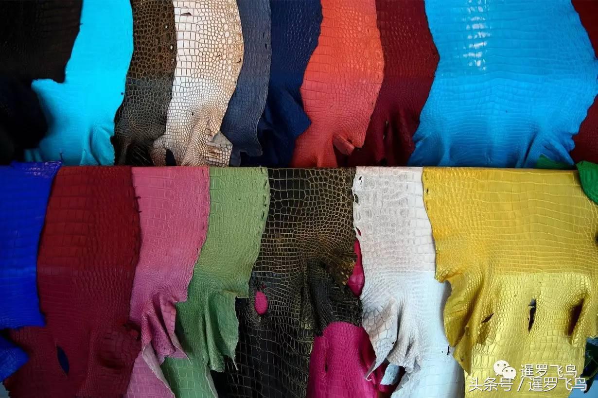 鳄鱼养殖科普,泰国养殖鳄鱼视频大全