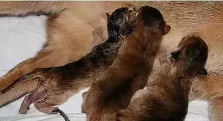 猫咪怀孕生产及产后护理