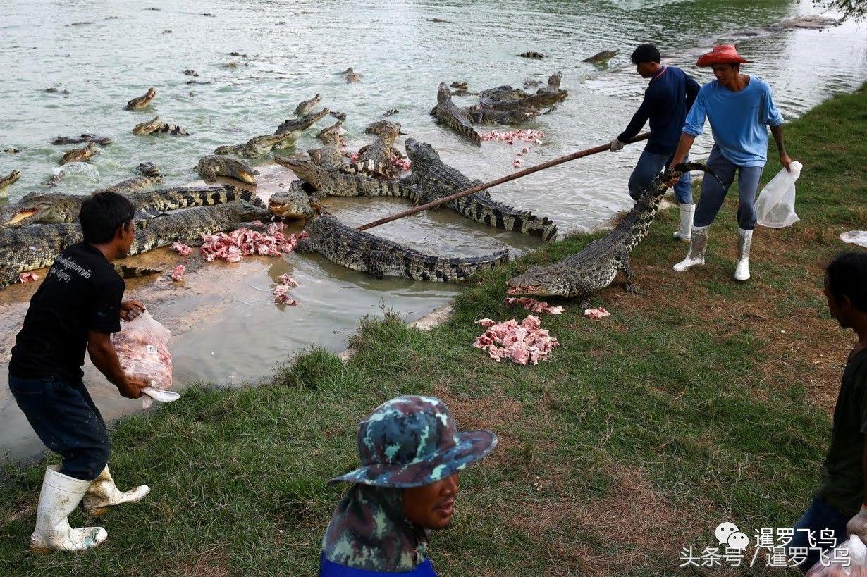 泰国养殖的鳄鱼,鳄鱼养殖基地吃鸡头