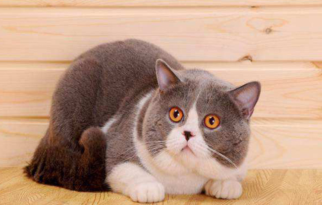 幼猫发生呕吐的常见原因分析治疗及预防方法