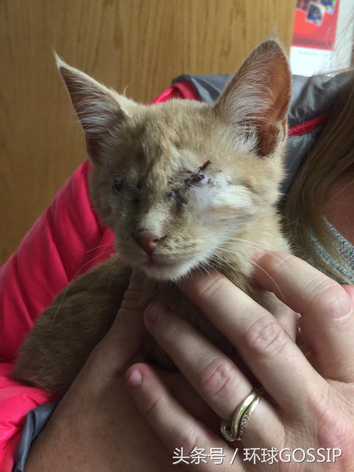 橘猫和吉娃娃谁厉害,橘猫和吉娃娃打架