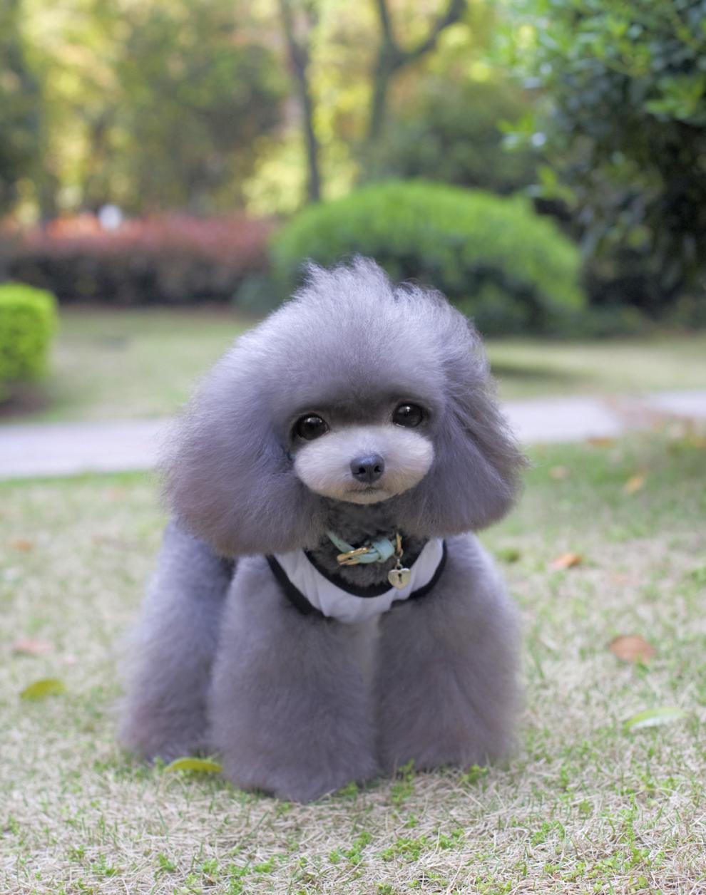 配种技术及注意事项,拉布拉多配种技术及注意事项