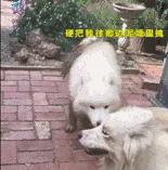 萨摩耶跟二哈哪个好养,二哈和萨摩耶哪个好养