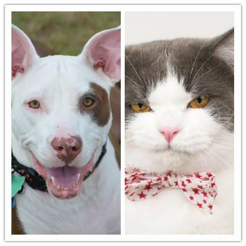 冬天仓鼠一动不动还扁了,仓鼠从桌子上掉下去变得非常急躁