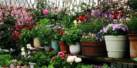 全营养土种的花容易死,养花的营养土可以直接种花吗