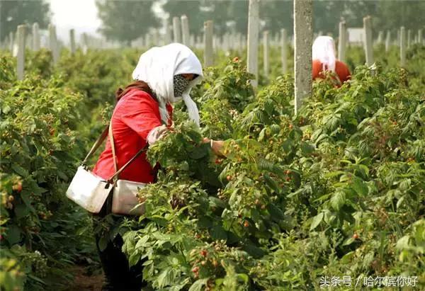 哈尔滨尚志未来5年规划,哈尔滨尚志最新规划