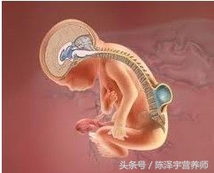 孕早期如何合理饮食,孕早中晚期如何安排饮食