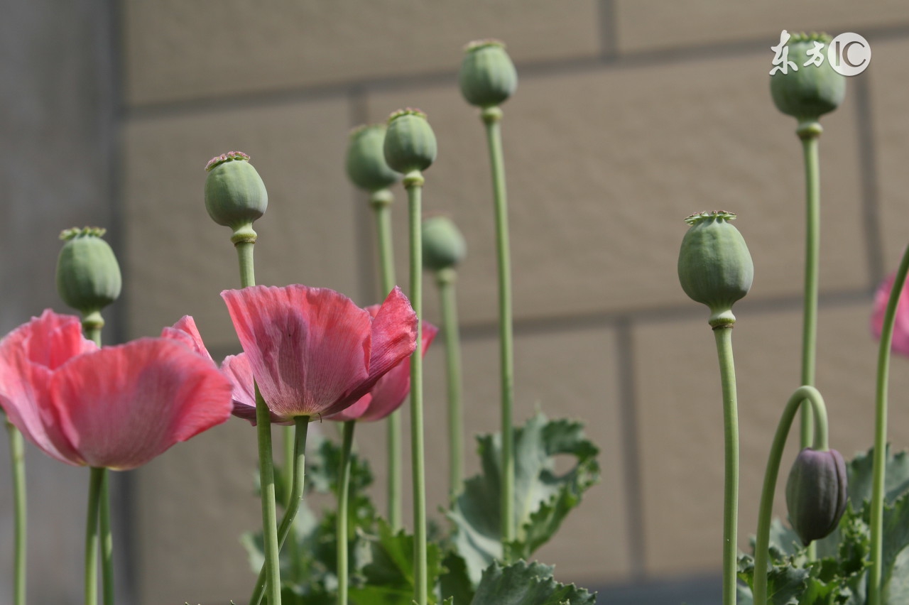 请您不买、不带、不托他人买香港止咳水！