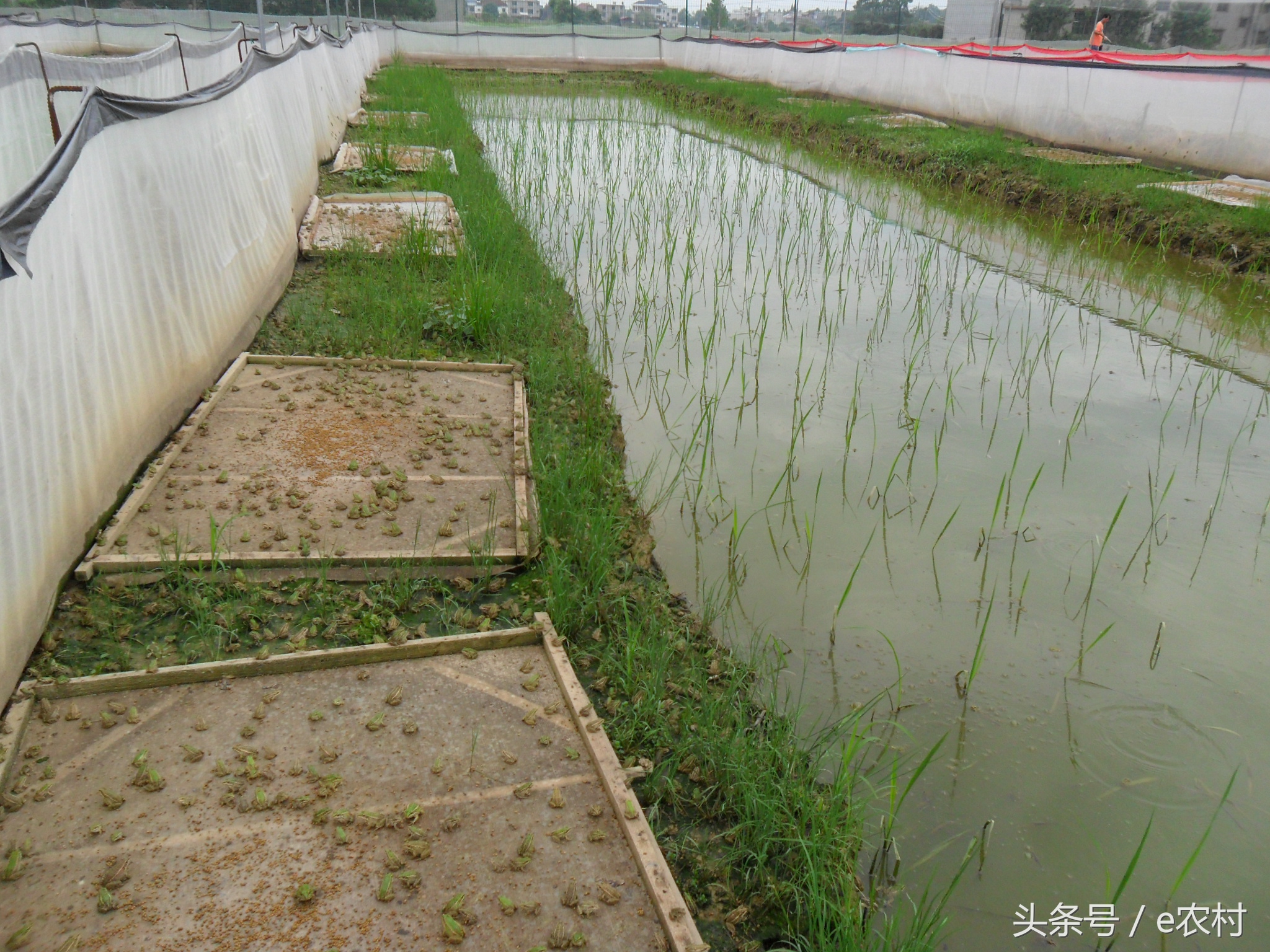 致富经养石蛙近期视频,cctv7致富经2016