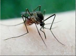 蚊子不喜欢什么血型的人,蚊子对什么血型最感兴趣