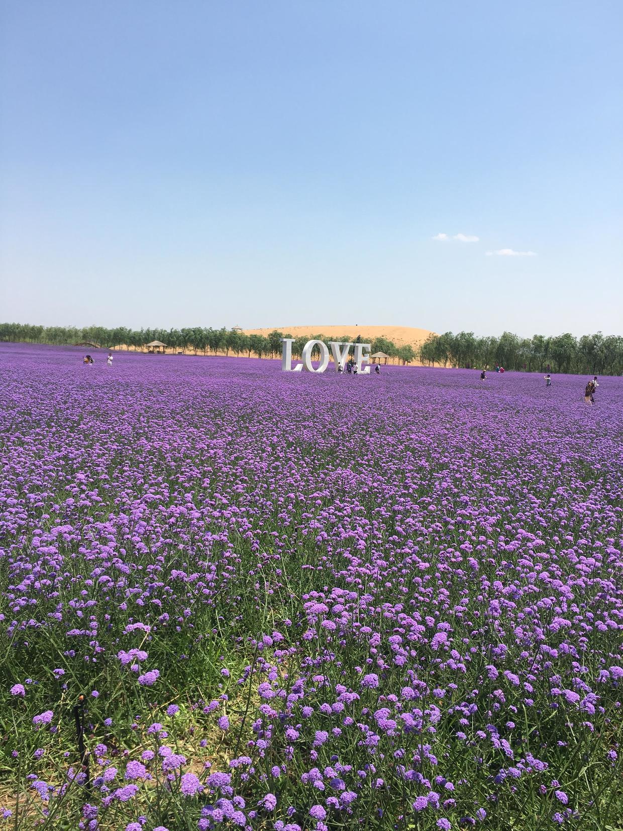 带娃去沙坡头,带上萌娃去旅行