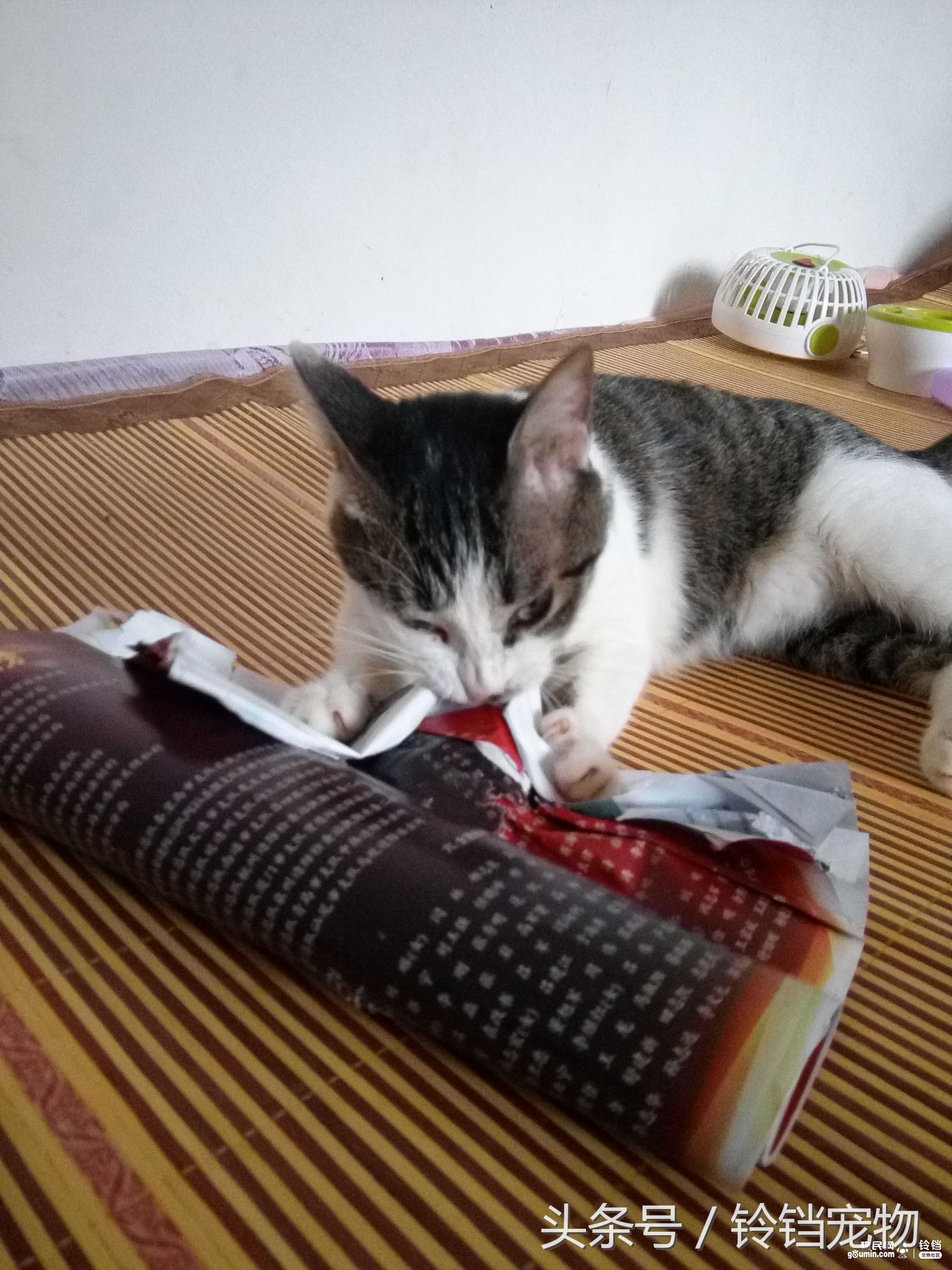 猫狗一起拆家了 (猫狗拆家)