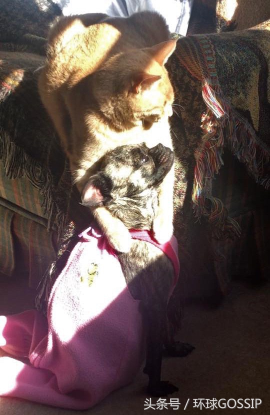 失明的橘猫,失明的小橘猫