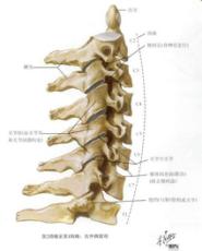 一抬头脊椎疼怎么缓解,抬头颈椎疼如何缓解