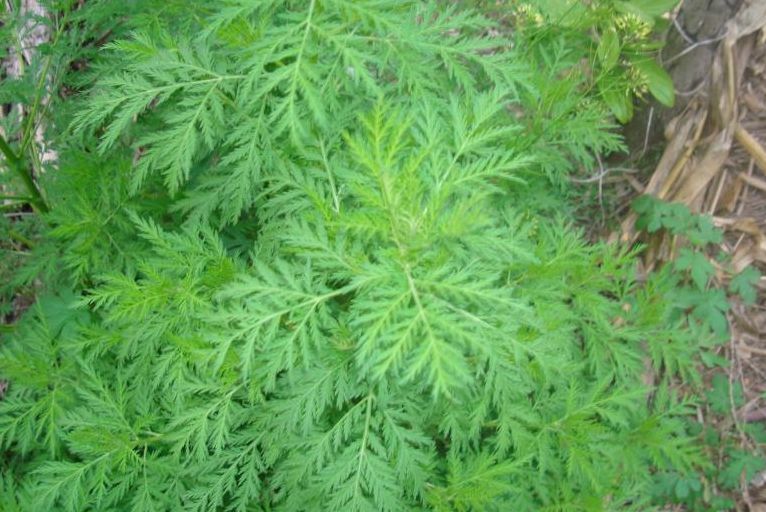 皖北黄豆酱制作方法,皖北黄豆最佳播种时间