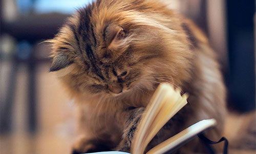 frm模型数据分析,FRM知识体系