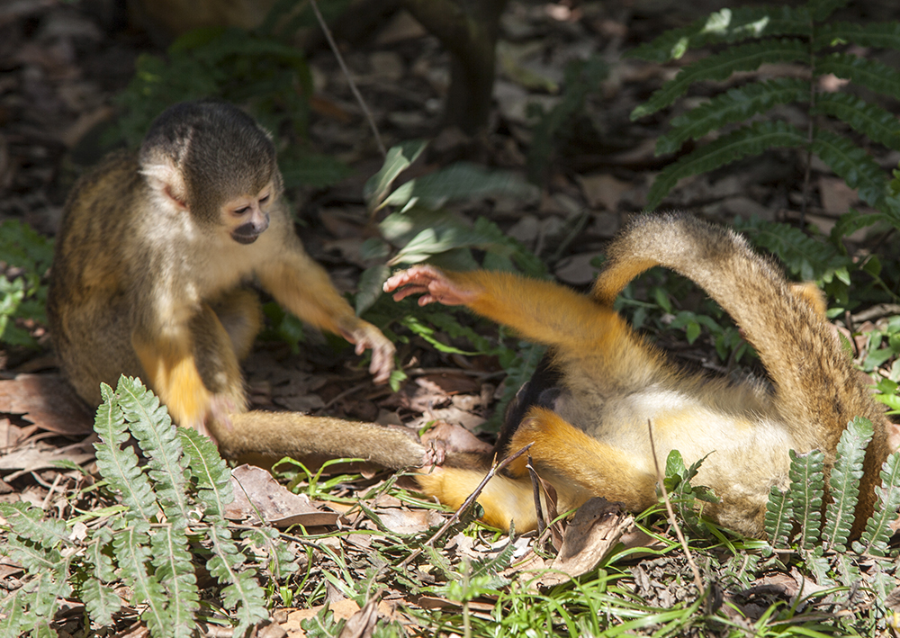 日本喜欢泡温泉的动物,日本爱泡温泉的狗子
