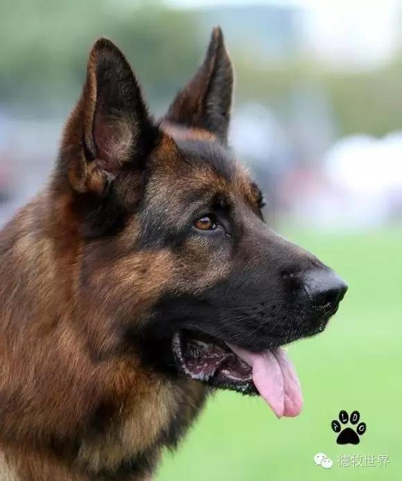 原创|德牧名犬：超越一切，无需说明欧门
