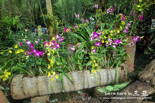 三亚五天四晚旅行团爱上海岛,三亚3天两晚够不够
