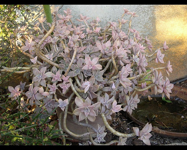 多肉张狂起来,狂野型多肉