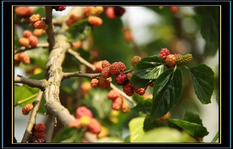 笔架山有哪些野果,笔架山桑葚