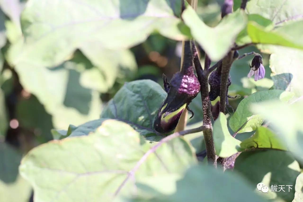 实拍鲅鱼圈“金色海洋”！和你的Ta来场“沉默”的邂逅……