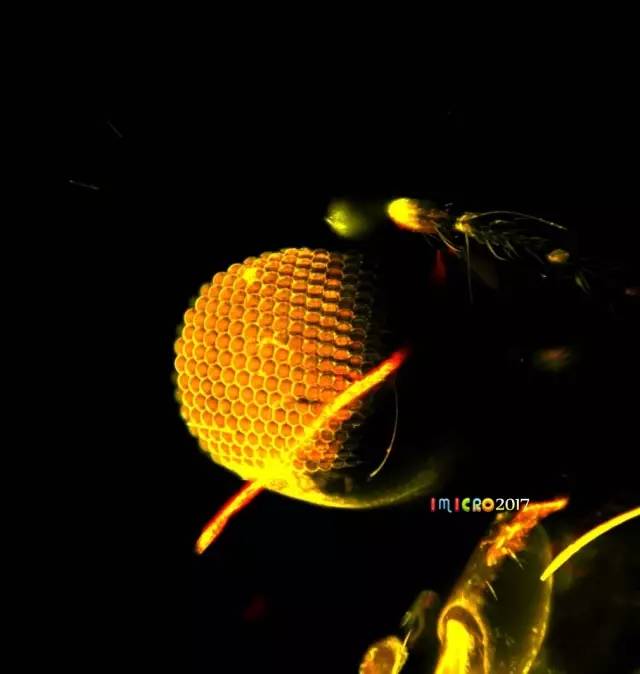 显微镜奇妙世界,显微镜下的奇妙世界视频