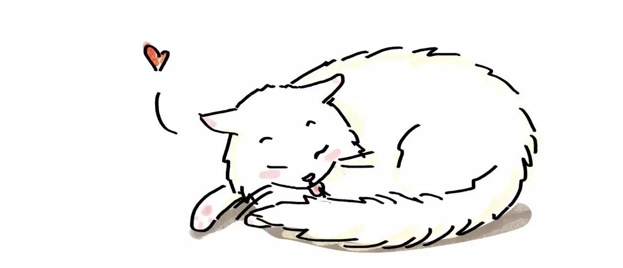 坐舔、跪舔、躺着舔……喵为什么这么爱舔毛？丨行为