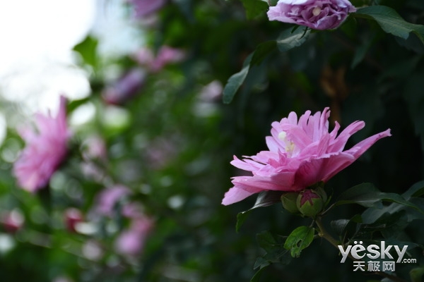 尼康d7500比d7100画质提升多少,尼康d7500和佳能90d哪个值得入手